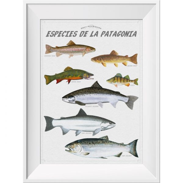 Poster Especies de la Patagonia