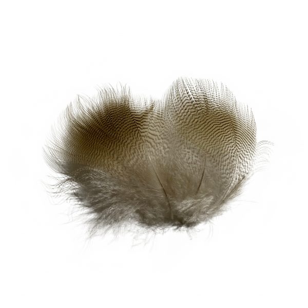 Lemon Woodduck Feathers