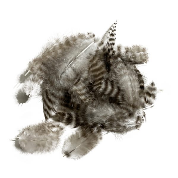 Grizzly Soft Hackle Natural Grizzly