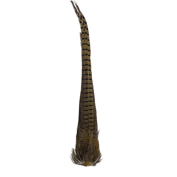 Ringneck Pheasant Complete Tail Clump Natural